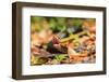 Black Snake in Defensive Posture in Florida-James White-Framed Photographic Print