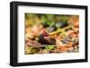 Black Snake in Defensive Posture in Florida-James White-Framed Photographic Print