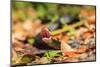 Black Snake in Defensive Posture in Florida-James White-Mounted Photographic Print