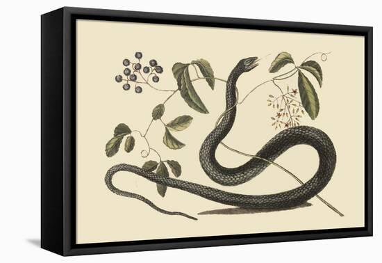 Black Snake-Mark Catesby-Framed Stretched Canvas