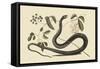 Black Snake-Mark Catesby-Framed Stretched Canvas