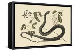 Black Snake-Mark Catesby-Framed Stretched Canvas