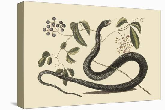 Black Snake-Mark Catesby-Stretched Canvas