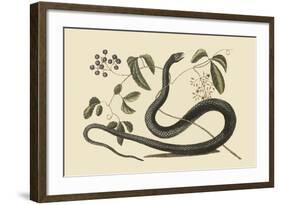 Black Snake-Mark Catesby-Framed Art Print