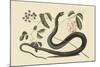 Black Snake-Mark Catesby-Mounted Art Print