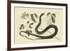 Black Snake-Mark Catesby-Framed Premium Giclee Print