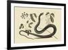 Black Snake-Mark Catesby-Framed Premium Giclee Print