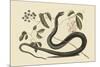 Black Snake-Mark Catesby-Mounted Premium Giclee Print