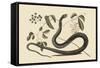 Black Snake-Mark Catesby-Framed Stretched Canvas