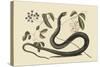 Black Snake-Mark Catesby-Stretched Canvas