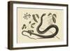 Black Snake-Mark Catesby-Framed Art Print