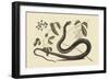 Black Snake-Mark Catesby-Framed Art Print