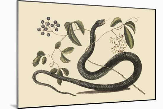 Black Snake-Mark Catesby-Mounted Art Print