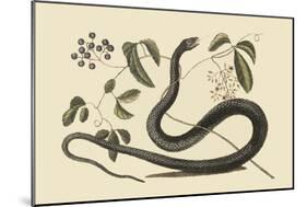 Black Snake-Mark Catesby-Mounted Art Print