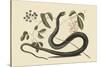 Black Snake-Mark Catesby-Stretched Canvas