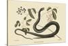 Black Snake-Mark Catesby-Stretched Canvas