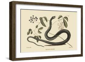 Black Snake-Mark Catesby-Framed Art Print