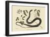 Black Snake-Mark Catesby-Framed Art Print