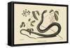 Black Snake-Mark Catesby-Framed Stretched Canvas