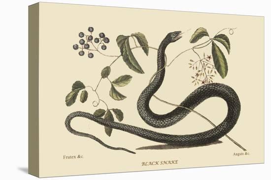 Black Snake-Mark Catesby-Stretched Canvas