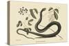 Black Snake-Mark Catesby-Stretched Canvas