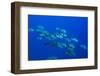 Black Snapper (Macolor Niger)-Reinhard Dirscherl-Framed Photographic Print