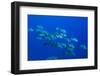 Black Snapper (Macolor Niger)-Reinhard Dirscherl-Framed Photographic Print