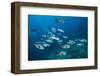 Black Snapper (Macolor Niger)-Reinhard Dirscherl-Framed Photographic Print