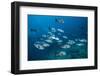 Black Snapper (Macolor Niger)-Reinhard Dirscherl-Framed Photographic Print