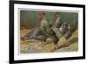 Black-Speckled Cock and Hens, Probably Silver-Laced Wyandottes-A. Schonian-Framed Art Print