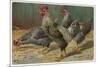 Black-Speckled Cock and Hens, Probably Silver-Laced Wyandottes-A. Schonian-Mounted Art Print