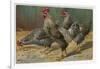 Black-Speckled Cock and Hens, Probably Silver-Laced Wyandottes-A. Schonian-Framed Art Print