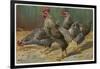 Black-Speckled Cock and Hens, Probably Silver-Laced Wyandottes-A. Schonian-Framed Art Print