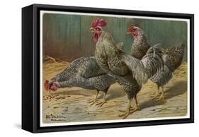 Black-Speckled Cock and Hens, Probably Silver-Laced Wyandottes-A. Schonian-Framed Stretched Canvas