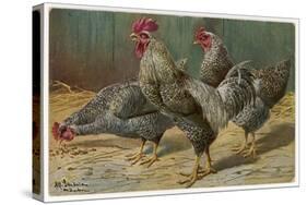 Black-Speckled Cock and Hens, Probably Silver-Laced Wyandottes-A. Schonian-Stretched Canvas