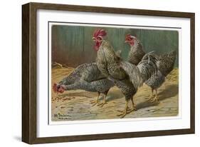 Black-Speckled Cock and Hens, Probably Silver-Laced Wyandottes-A. Schonian-Framed Art Print