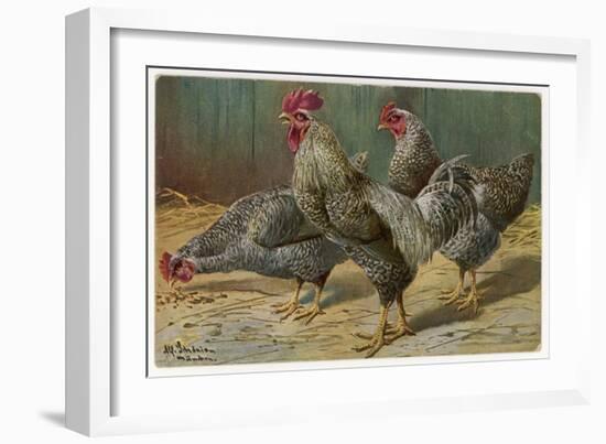 Black-Speckled Cock and Hens, Probably Silver-Laced Wyandottes-A. Schonian-Framed Art Print