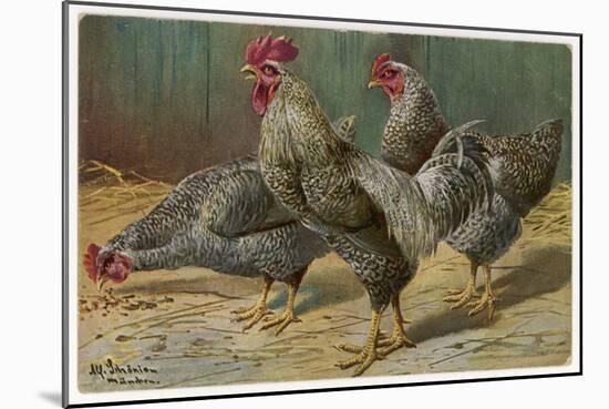 Black-Speckled Cock and Hens, Probably Silver-Laced Wyandottes-A. Schonian-Mounted Art Print