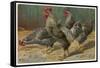 Black-Speckled Cock and Hens, Probably Silver-Laced Wyandottes-A. Schonian-Framed Stretched Canvas