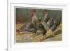 Black-Speckled Cock and Hens, Probably Silver-Laced Wyandottes-A. Schonian-Framed Premium Giclee Print