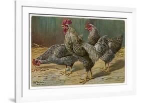 Black-Speckled Cock and Hens, Probably Silver-Laced Wyandottes-A. Schonian-Framed Premium Giclee Print