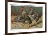 Black-Speckled Cock and Hens, Probably Silver-Laced Wyandottes-A. Schonian-Framed Premium Giclee Print