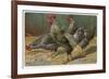 Black-Speckled Cock and Hens, Probably Silver-Laced Wyandottes-A. Schonian-Framed Premium Giclee Print