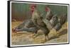 Black-Speckled Cock and Hens, Probably Silver-Laced Wyandottes-A. Schonian-Framed Stretched Canvas