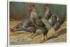 Black-Speckled Cock and Hens, Probably Silver-Laced Wyandottes-A. Schonian-Stretched Canvas