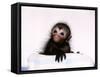 Black Spider Monkey Pedro at Colchester Zoo, 1994-null-Framed Stretched Canvas