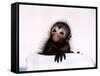 Black Spider Monkey Pedro at Colchester Zoo, 1994-null-Framed Stretched Canvas