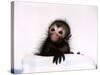 Black Spider Monkey Pedro at Colchester Zoo, 1994-null-Stretched Canvas