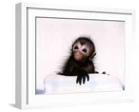 Black Spider Monkey Pedro at Colchester Zoo, 1994-null-Framed Premium Photographic Print