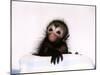 Black Spider Monkey Pedro at Colchester Zoo, 1994-null-Mounted Premium Photographic Print